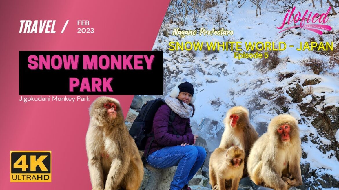 JIGOKUDANI SNOW MONKEY PARK | NAGANO PREFECTURE JAPAN JIGOKUDANI SNOW MONKEY PARK | NAGANO PREFECTURE JAPAN