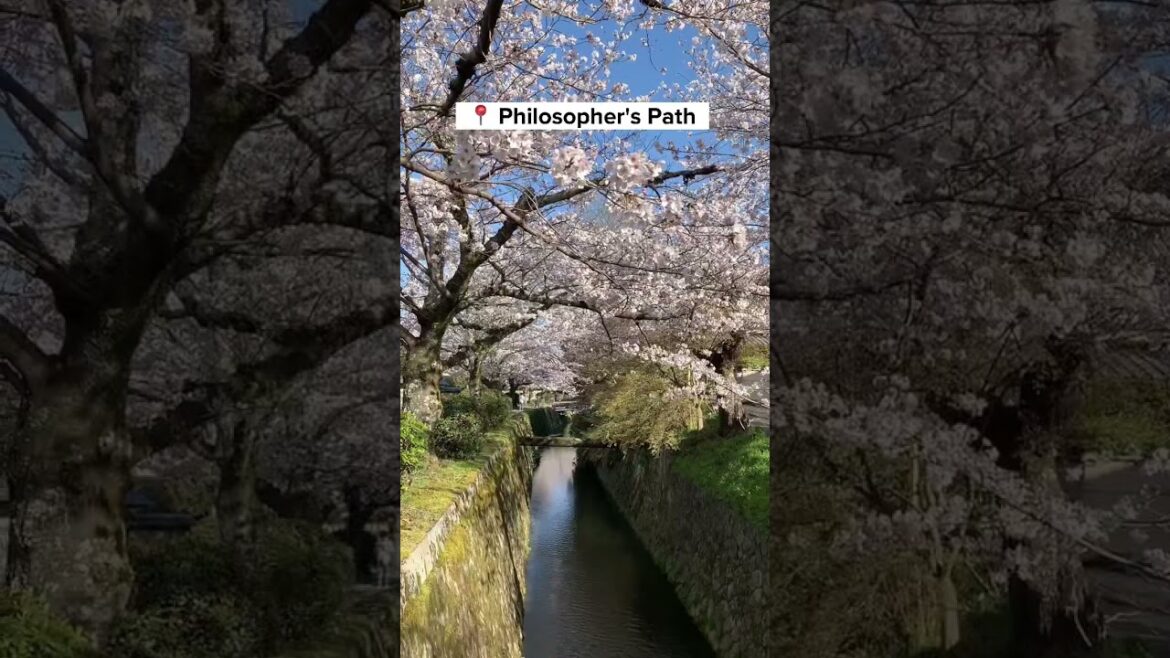 Best Places to See Cherry Blossoms in Kyoto for FREE 【無料で楽しめる京都の桜スポット】