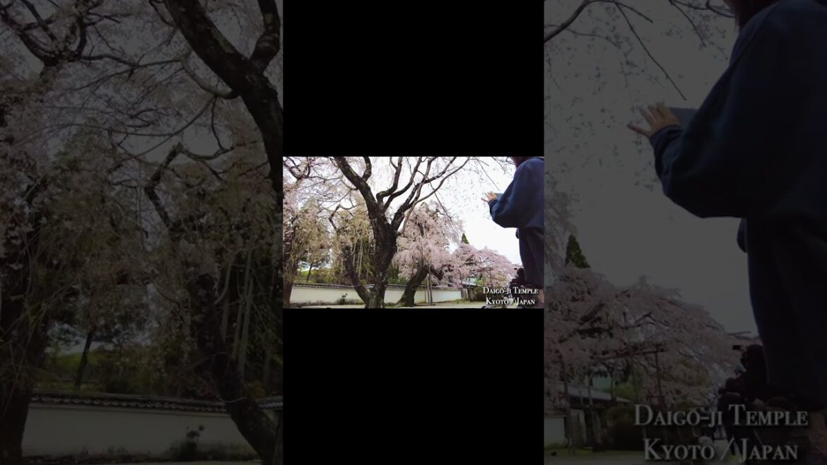 Daigoji Temple in Kyoto, Japan🌸 #shorts #034