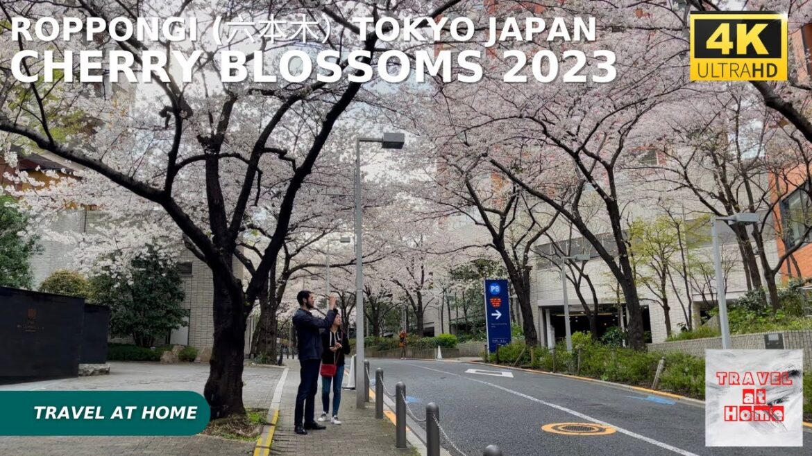 4k hdr Japan cherry blossoms 2023 | Walk in Roppongi (六本木)Tokyo | The Best sakura viewing spots. 4k hdr Japan cherry blossoms 2023 | Walk in Roppongi (六本木)Tokyo | The Best sakura viewing spots.