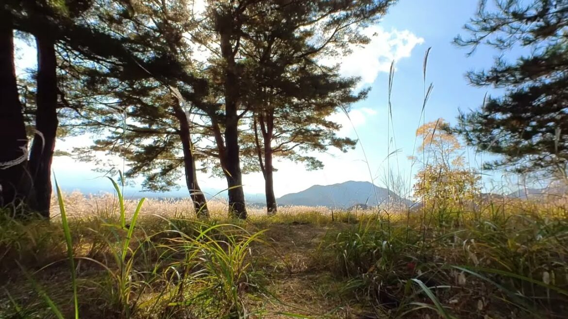 [VR180]  Nagasaki Park, Yamanashi 長崎公園 山梨 2022-11