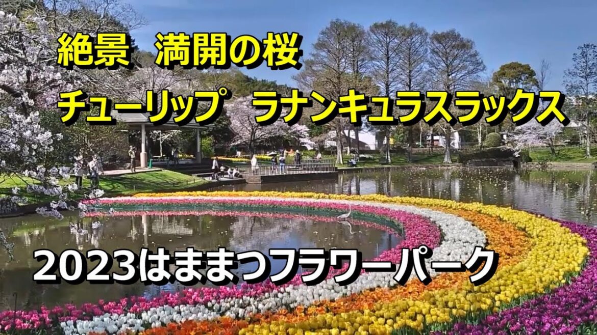 ２０２３はままつフラワーパーク　絶景　桜　チューリップ　ラナンキュラスラックス　Hamamatsu Flower Park
