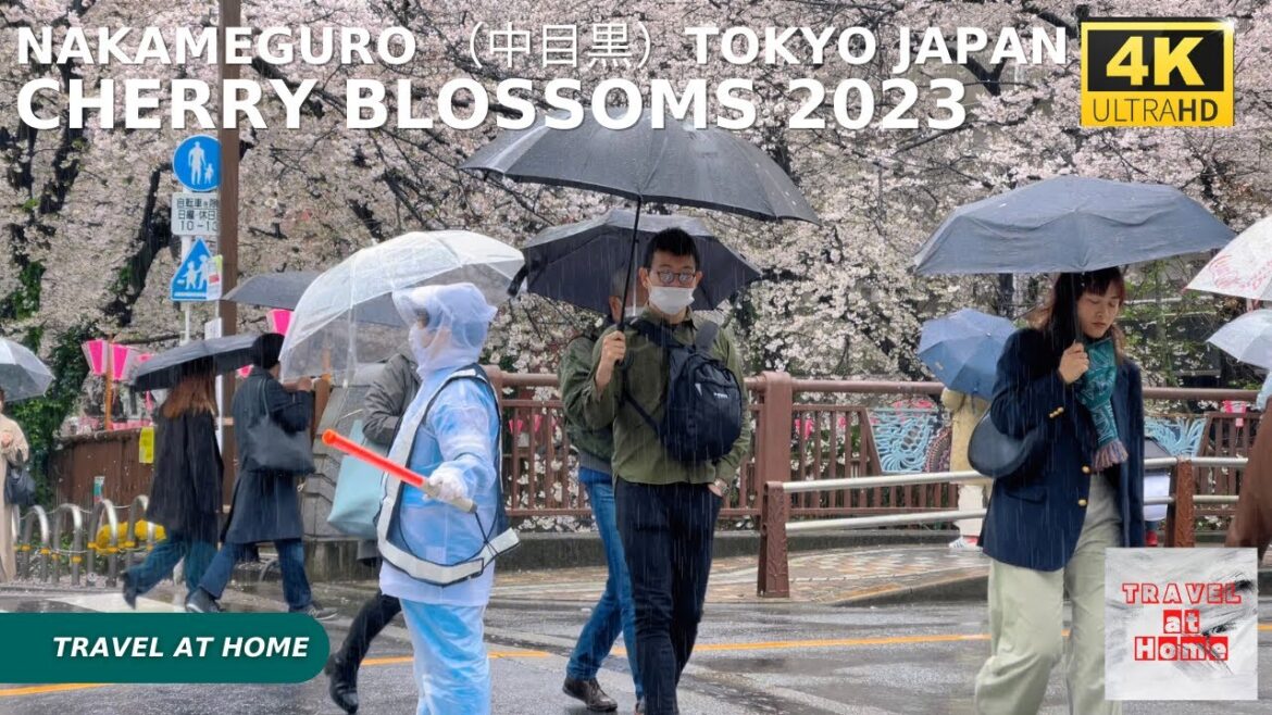 4k hdr Japan cherry blossoms 2023 | Rain Walk in Nakameguro (中目黒)Tokyo | Best sakura viewing spots. 4k hdr Japan cherry blossoms 2023 | Rain Walk in Nakameguro (中目黒)Tokyo | Best sakura viewing spots.