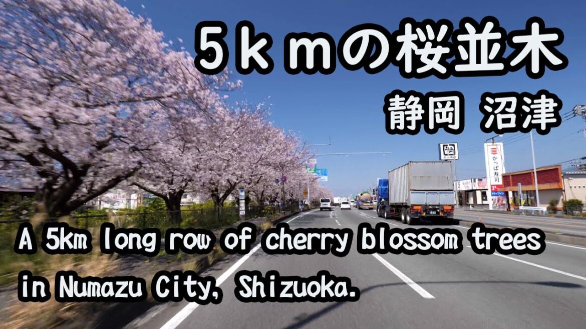 【4K 車載動画】5kmに及ぶ国道1号線沿いの桜並木（静岡県沼津市）5km of cherry blossom trees.