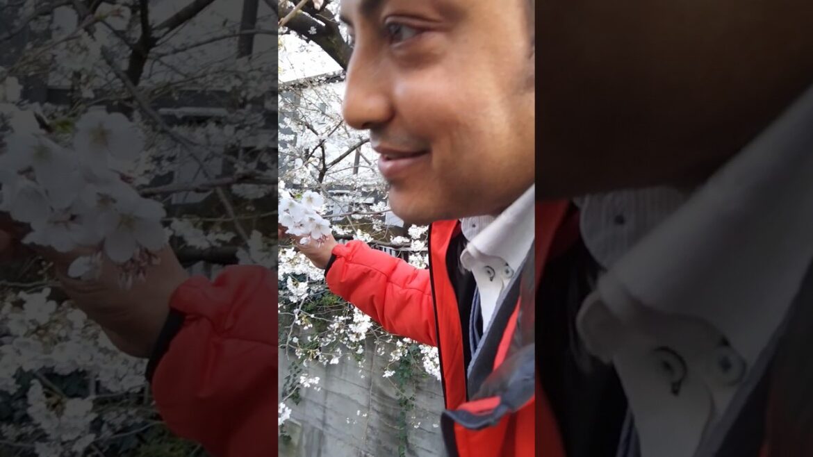 Japan cherry 🌸🌸 blossom season #viralvideo#shortvideo#trending Japan nature of beauty Japan cherry 🌸🌸 blossom season #viralvideo#shortvideo#trending Japan nature of beauty