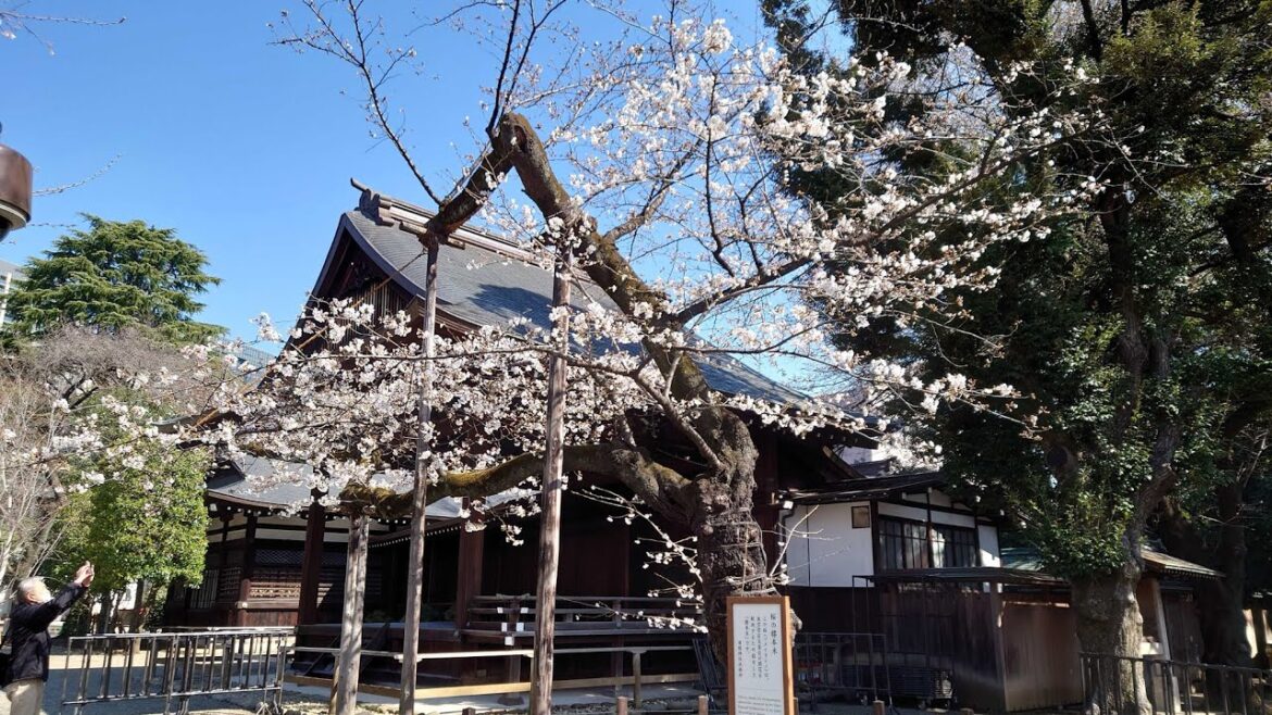 【Live】もうすぐ桜満開🌸ライブカメラ／東京の標本木 靖国神社のソメイヨシノ　2023年3月21日(火)春分の日