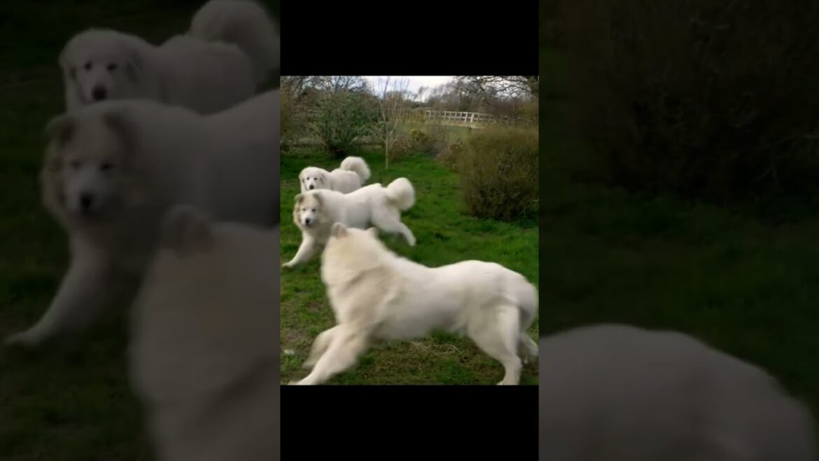 The Great Pyrenees: The World Tallest Dog #shorts #dog #dogvideo #visionarypet
