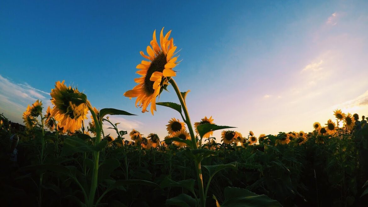 The Nature 🌻 Cinematic Travel Video