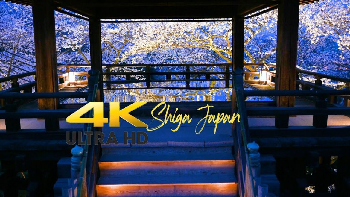 Miidera Temple Cherry blossom Spring 2023 三井寺 桜ライトアップ 4K