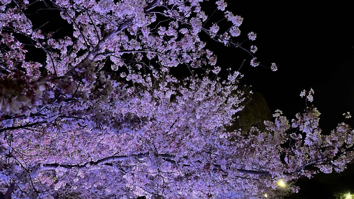 [일본 여행]  나고야 MZ들 핫스팟 벚꽃축제 4K JAPAN NAGOYA WALKER