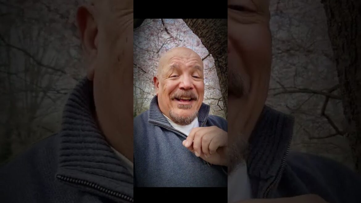 #cherryblossomseason #cherryblossom #springtime #ravenscourtpark #blossomseason #cherrytrees