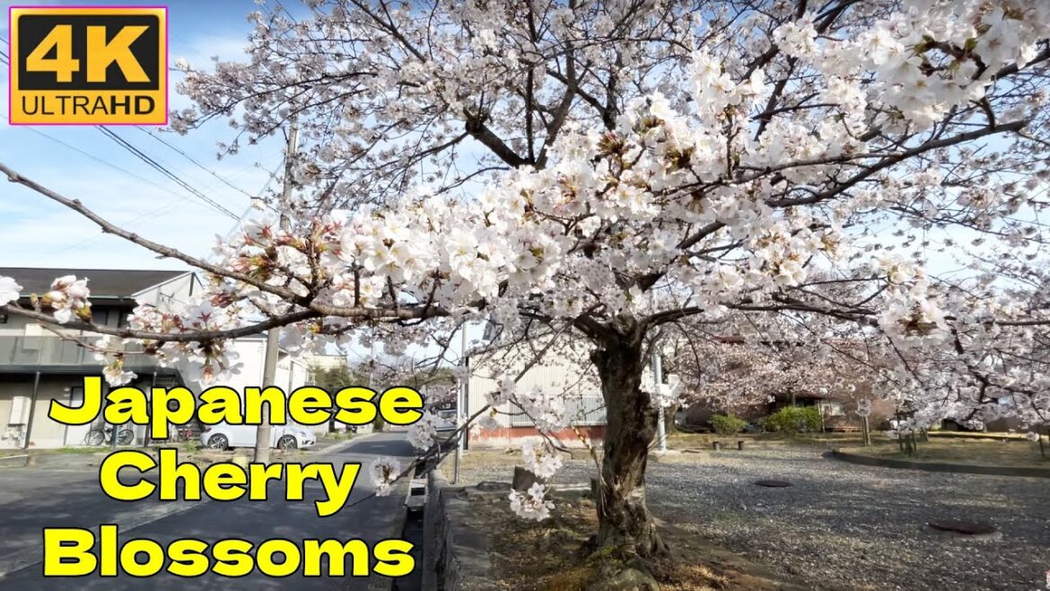 4K JAPAN WALK 2023 – Japanese cherry blossoms beautiful scenery of the Japanese countryside 4K JAPAN WALK 2023 - Japanese cherry blossoms beautiful scenery of the Japanese countryside