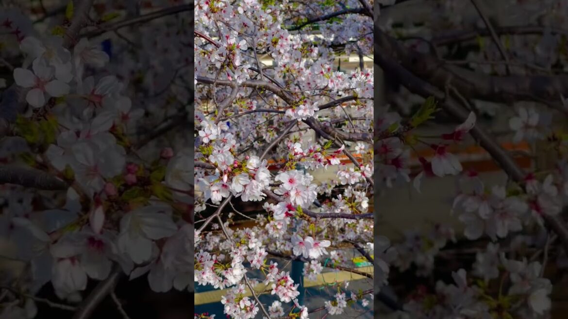 SAKURA-Cherry blossoms in Osaka, Japan | 近所で見かけた桜