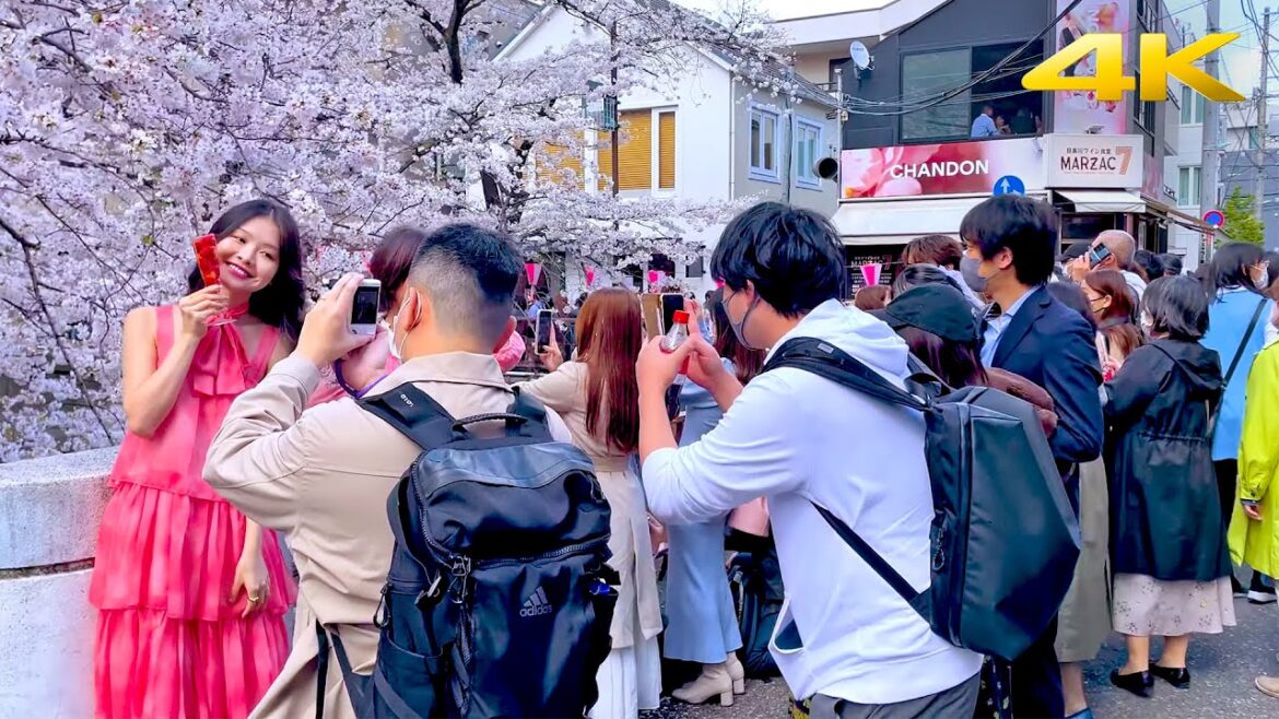 Tokyo Meguro River Cherry Blossoms 2023 - Japan・4K/Binaural