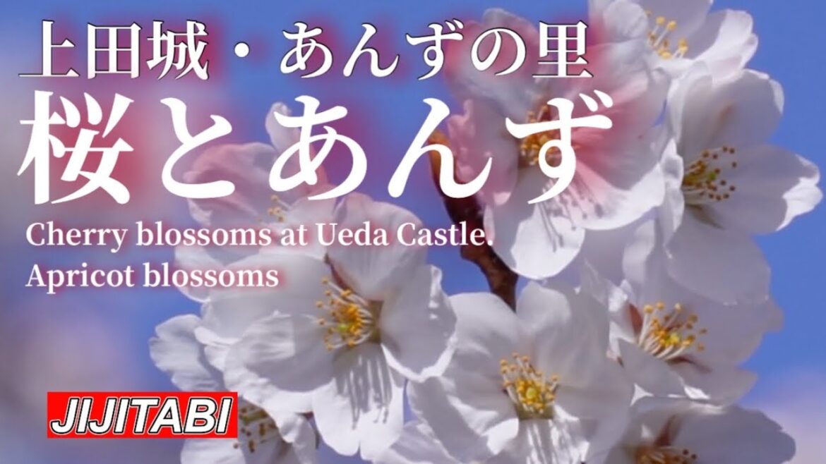 【長野県】上田城とあんずの里撮影日2023.3.30.Japan Nagano Ueda Castle and Apricot Village 【長野県】上田城とあんずの里撮影日2023.3.30.Japan Nagano Ueda Castle and Apricot Village