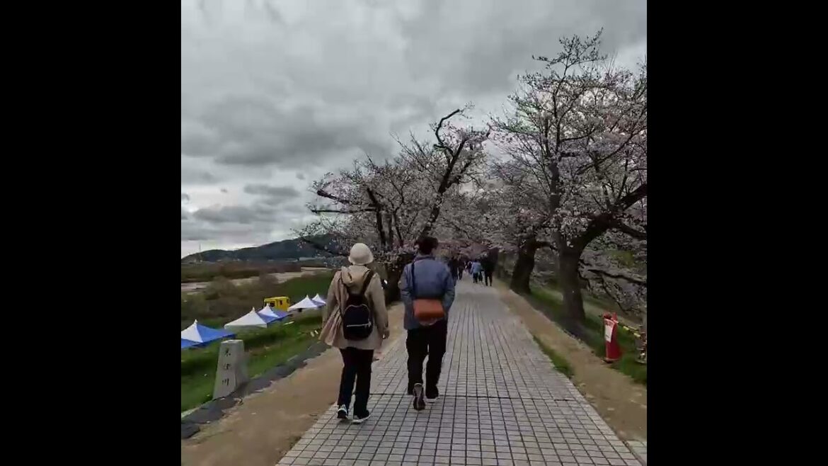 CHERRY BLOSSOMS, OSAKA, Sakuradeai walk,