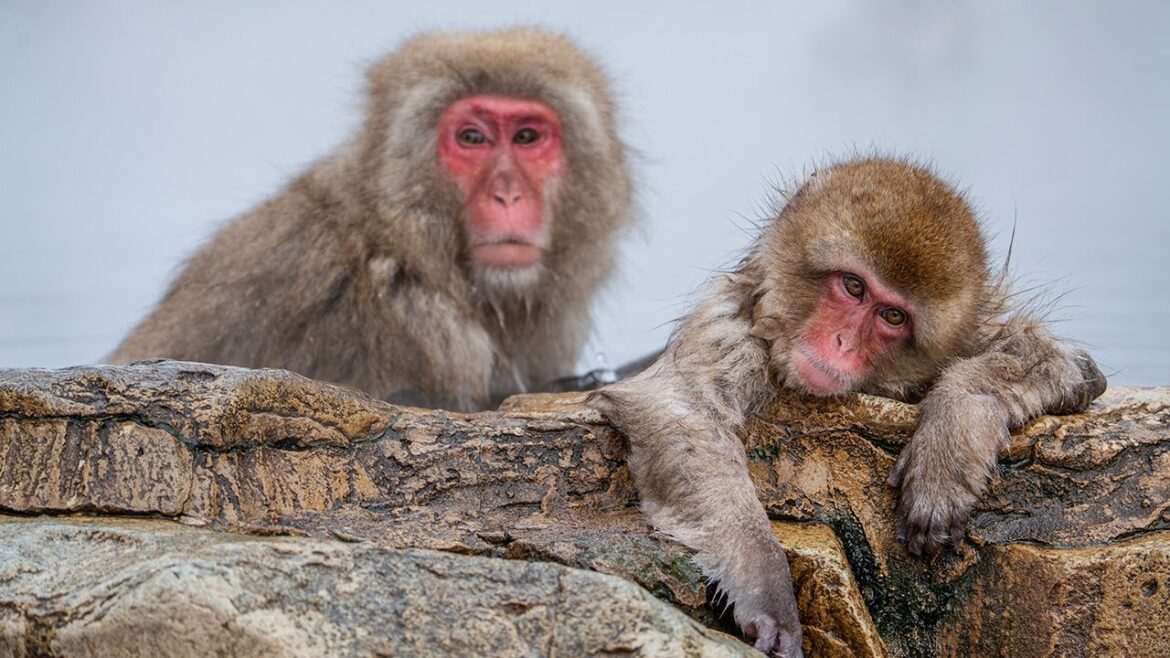 Japanese Snow Monkeys Bathing in Hot Springs 🐒♨️ | Jigokudani Snow Monkey Park | ASMR #地獄谷野猿公苑 Japanese Snow Monkeys Bathing in Hot Springs 🐒♨️ | Jigokudani Snow Monkey Park | ASMR #地獄谷野猿公苑