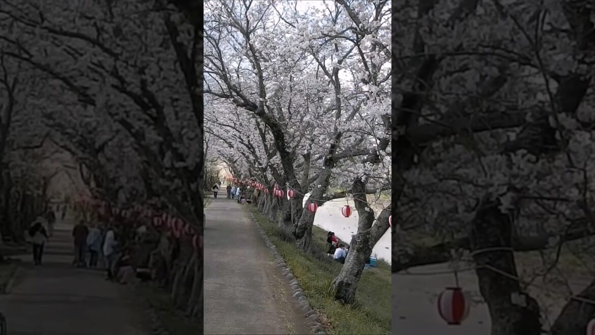 Праздник цветения сакуры в разгаре #япония #japan #travel