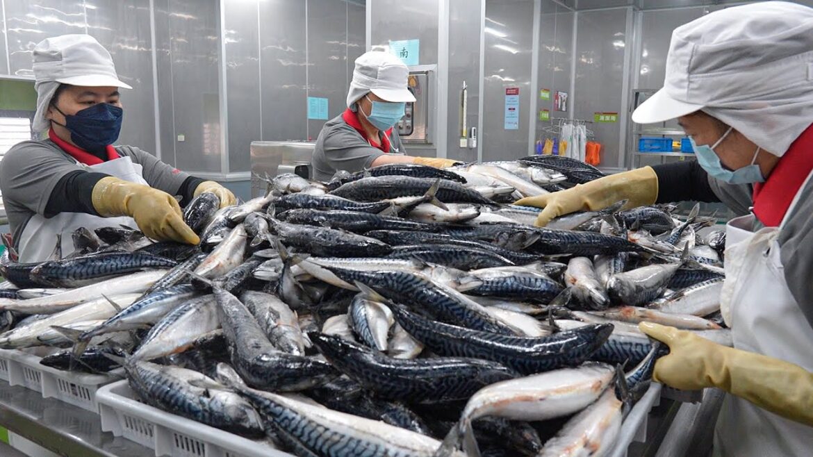 Mackerel Cutting Processing Plant, Japanese Set Meal / 鯖魚加工, 一夜干定食 – Food Factory Mackerel Cutting Processing Plant, Japanese Set Meal / 鯖魚加工, 一夜干定食 - Food Factory