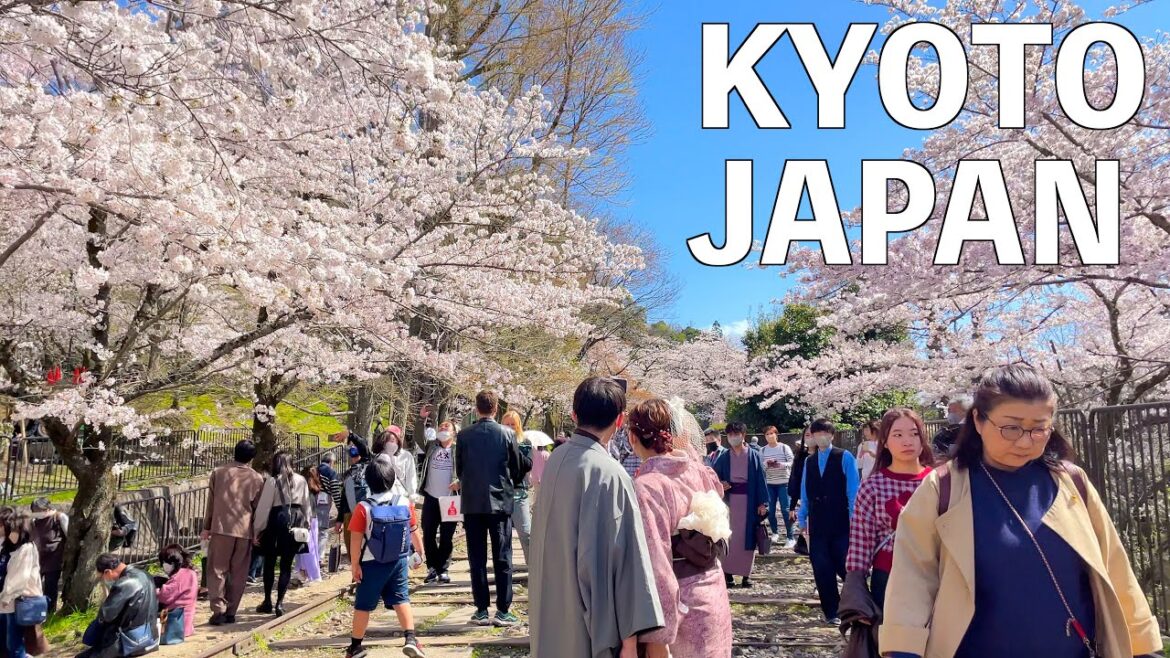 【4K】Kyoto's Full Bloom Cherry Blossoms Walking Tour | JAPAN 2023