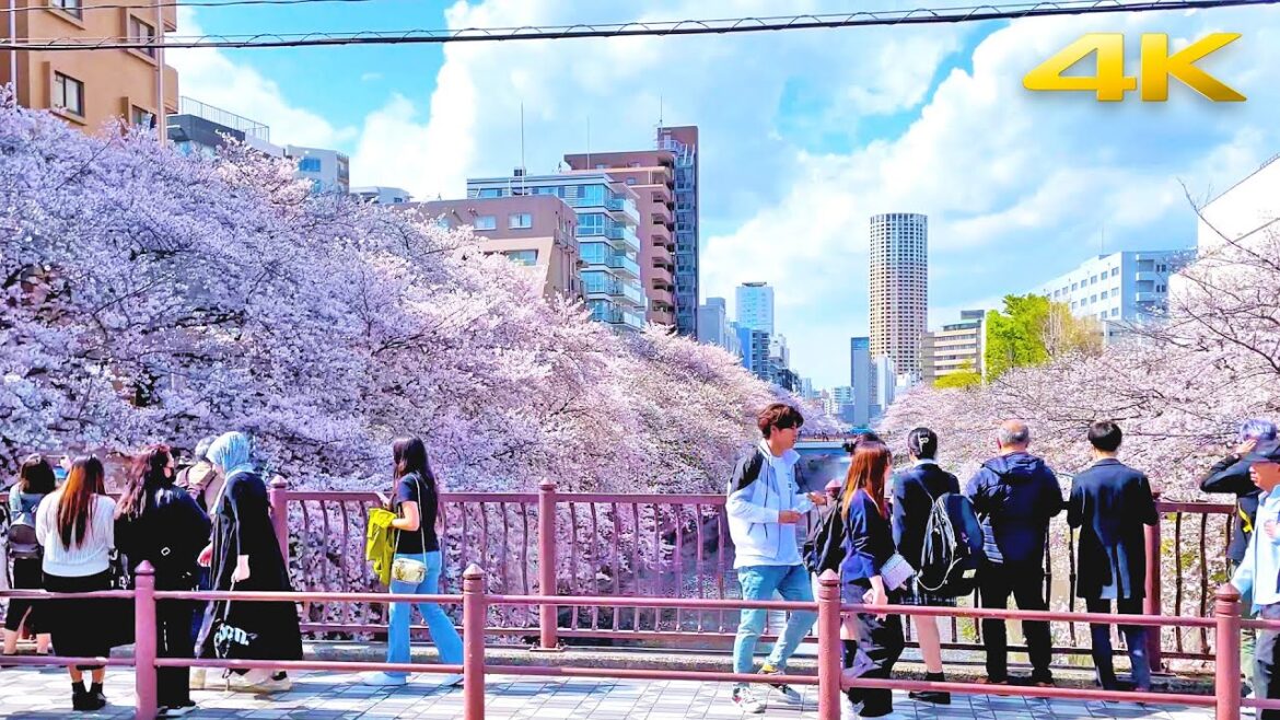 Tokyo Meguro River Cherry Blossoms 2023 - Japan・4K/Binaural