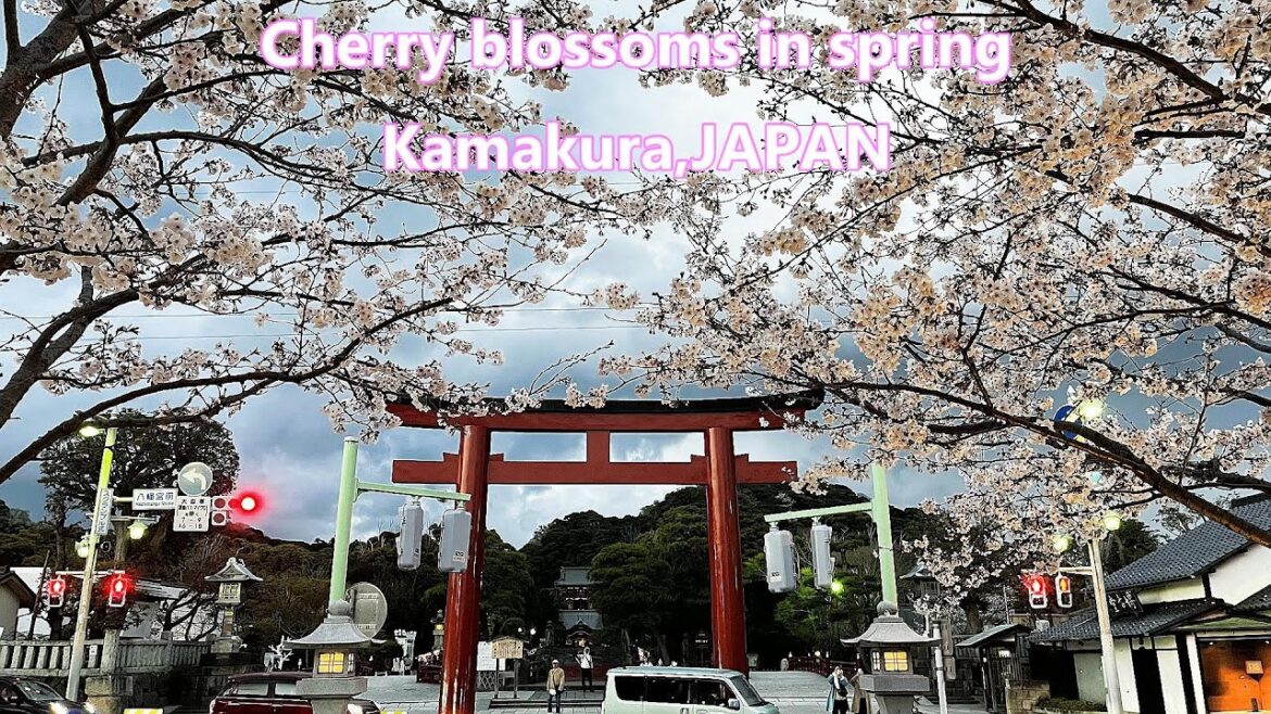 Japanese Spring: Cherry Blossoms and Temples in Kamakura