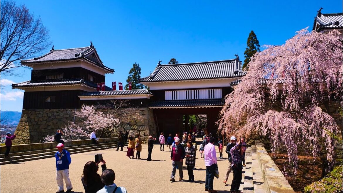 4K HDR 長野 上田城の桜 Nagano,Sakura at Ueda Castle
