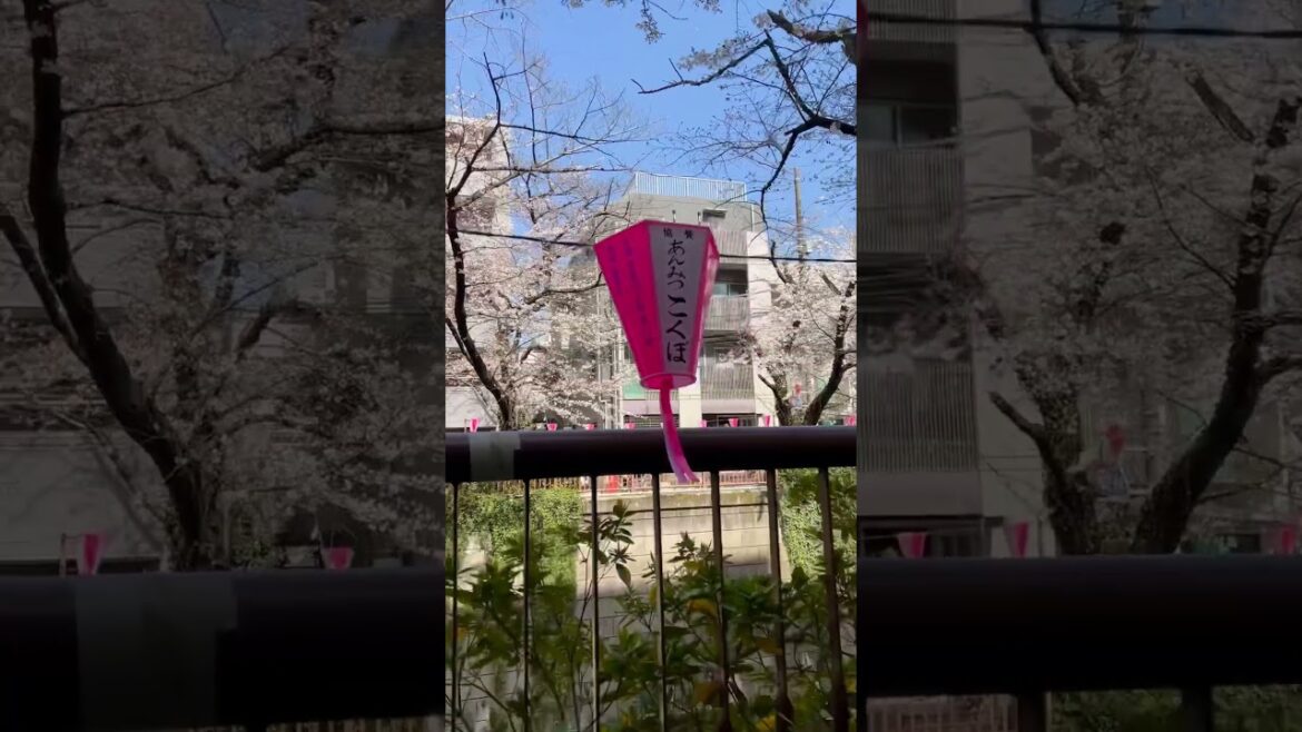 Cherry Blossom spotting in Meguro, Tokyo 🌸🇯🇵 #travel #japan #sakura
