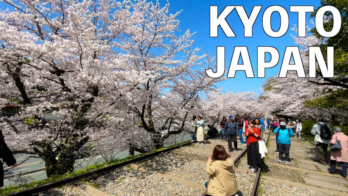 【4K】Kyoto's Full Bloom Cherry Blossoms: A Walking Tour| JAPAN 2023