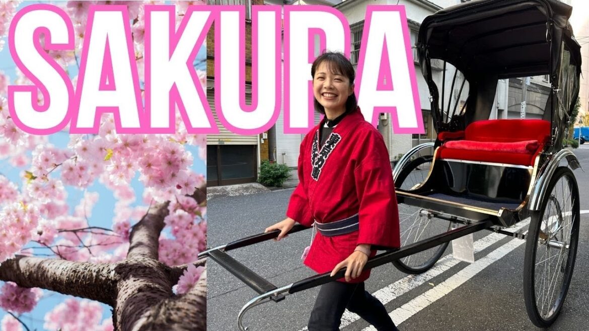 Rickshaw Sakura Trip with a cute Japanese girl|In ASAKUSA Rickshaw Sakura Trip with a cute Japanese girl|In ASAKUSA