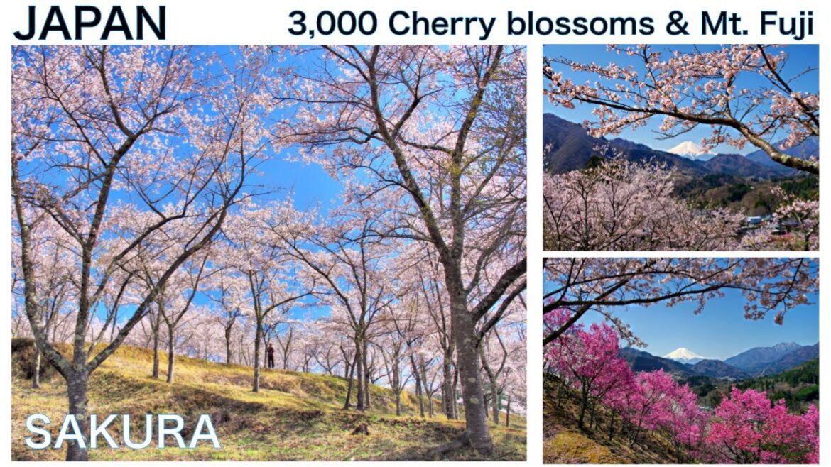 【CHERRY BLOSSOM and Mt.FUJI SAKURA JAPAN】Climbing small mountain and viewing beautiful landscape 【CHERRY BLOSSOM and Mt.FUJI SAKURA JAPAN】Climbing small mountain and viewing beautiful landscape
