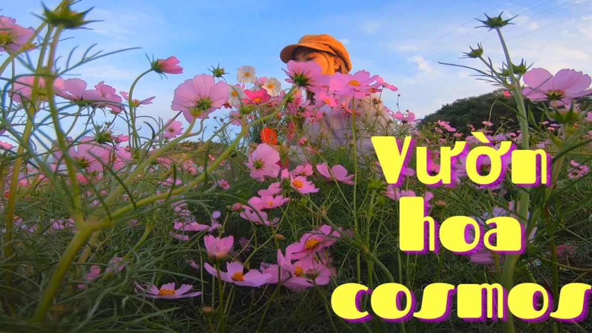 NGẮM hoa cosmos ở aichi_NHẬT BẢN fh5 fast travel NGẮM hoa cosmos ở aichi_NHẬT BẢN fh5 fast travel