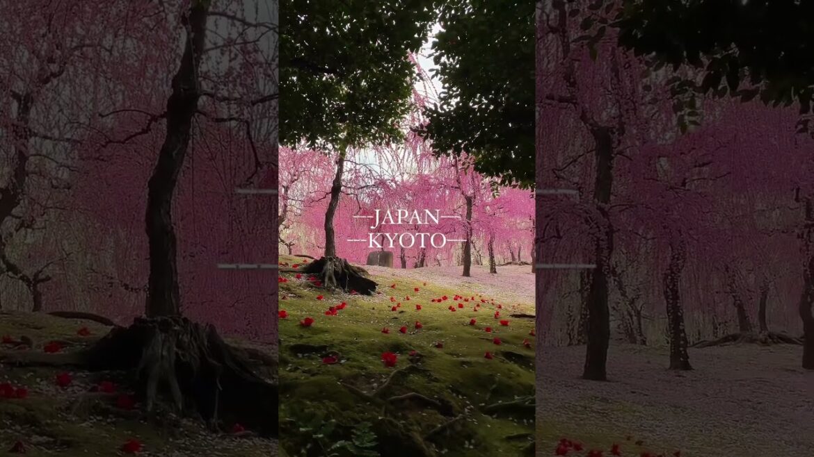 Japan Kyoto 🇯🇵#shorts #viral #sakura #explore