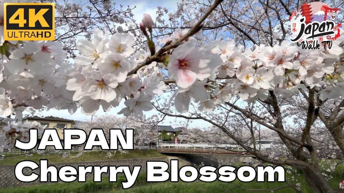 4K WALK JAPAN - Japanese cherry blossom season early April 2023 - Japan Walk TV I さくら 桜