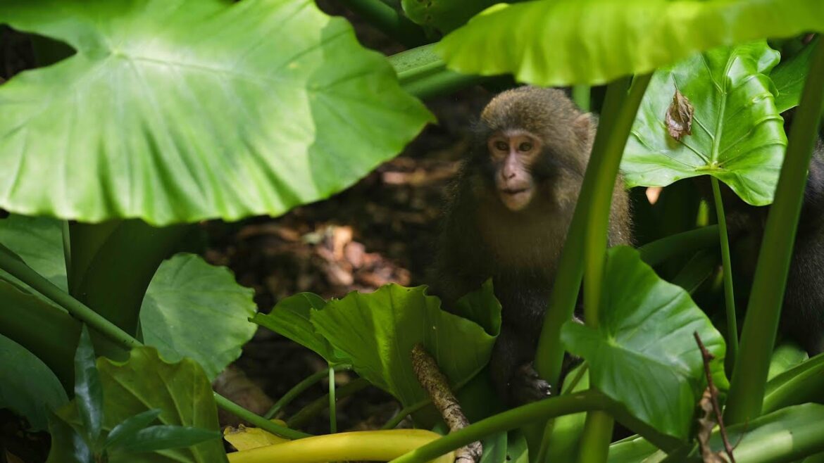 8K Summer in Yakushima Japan 屋久島の夏