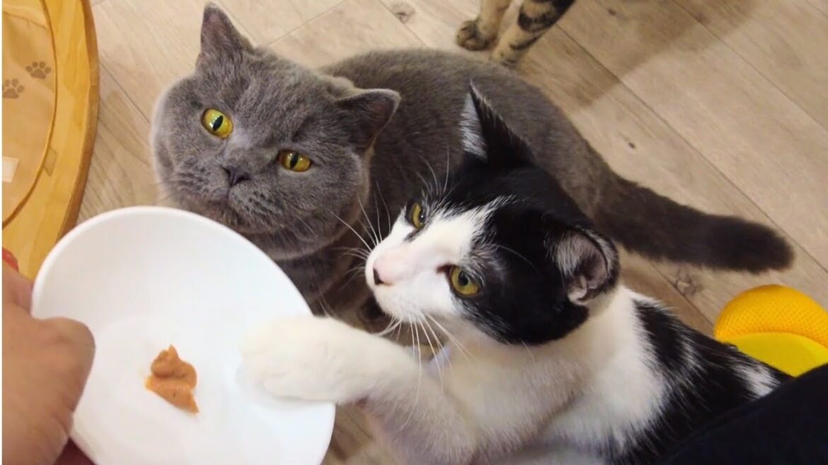 Cutest Cat Cafe in Osaka Japan 😻 You Won't Believe What's Inside