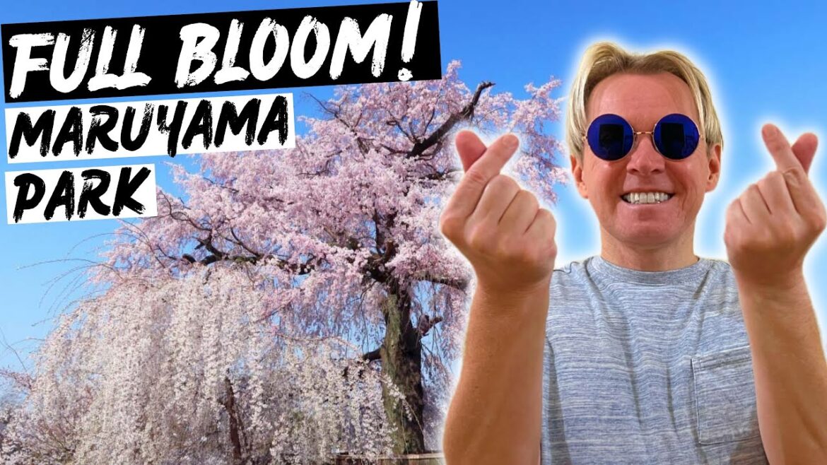 MARUYAMA PARK in FULL BLOOM Amazing Cherry Blossoms in Kyoto Japan π―π΅ MARUYAMA PARK in FULL BLOOM Amazing Cherry Blossoms in Kyoto Japan π―π΅