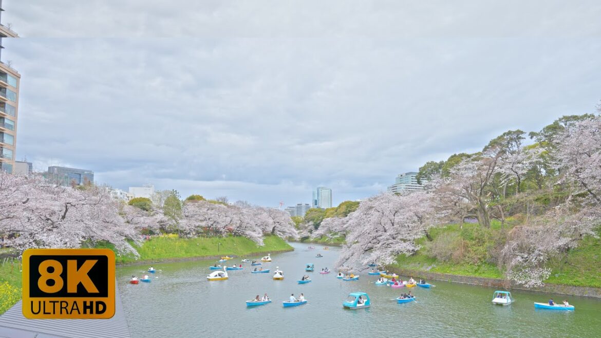 4K 8K 【千鳥ヶ淵】Cherry blossoms in full bloom at Chidorigafuchi Park, Chiyoda-ku, Tokyo 2023