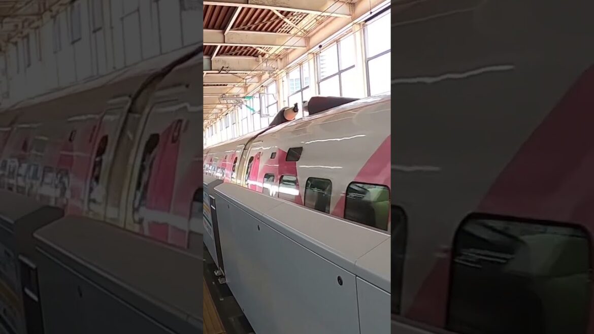Wow! The cutest bullet train “Hello Kitty” Shinkansen Wow! The cutest bullet train "Hello Kitty" Shinkansen