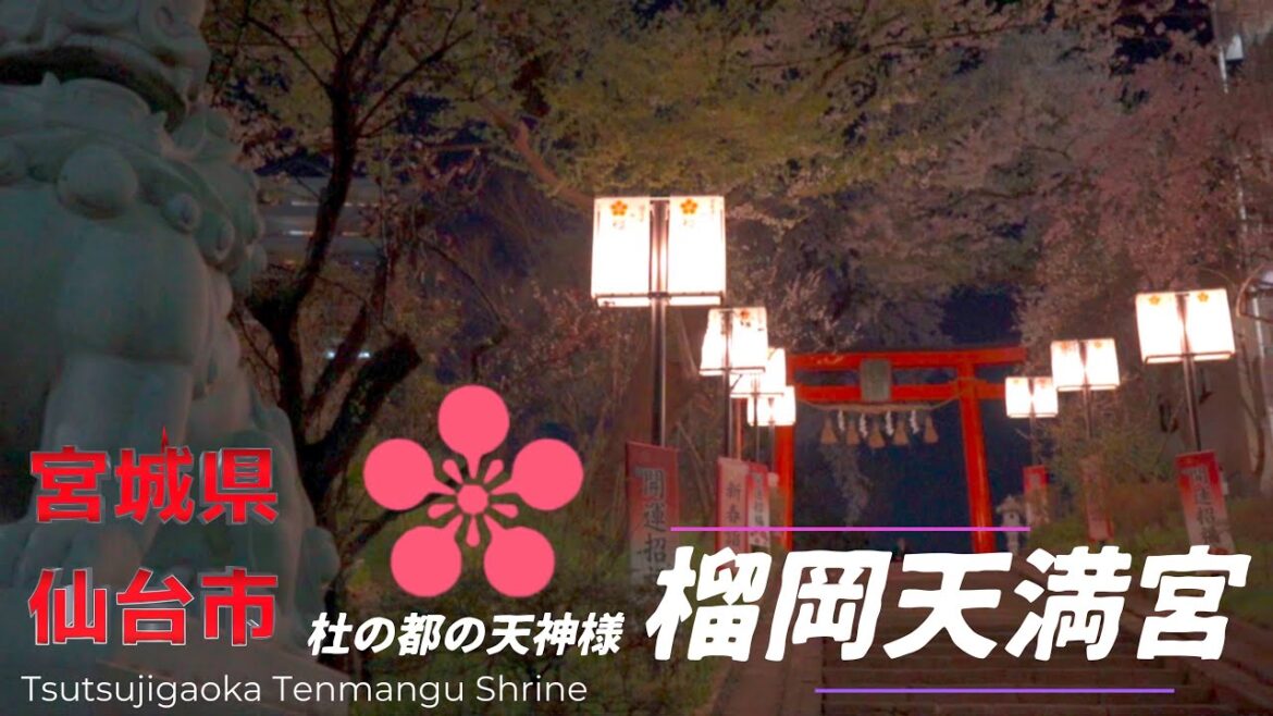 2023.0401さくら満開「榴岡天満宮」宮城県仙台市 Cherry blossoms in full bloom "Tsutsujioka Tenmangu Shrine" Sendai City