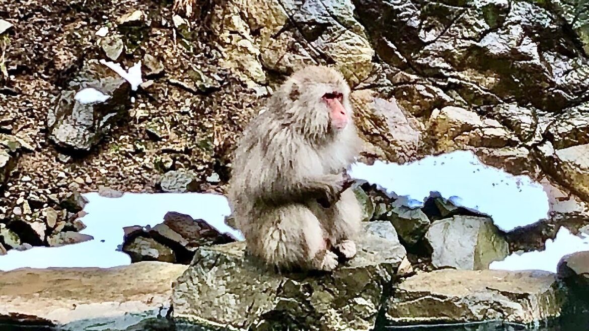 Shibu Onsen and Snow Monkey Park
