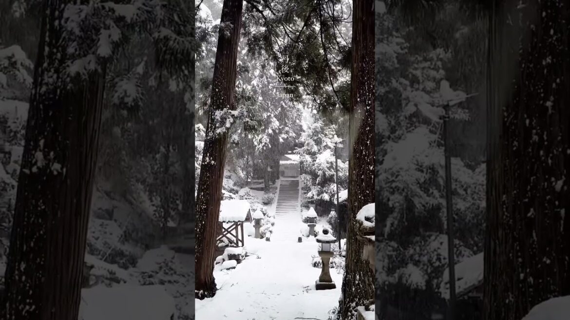 Kamo Shrine π Kyotango City, Kyoto, Japan #short #shorts #travel #vacation #explore #shortsfeed Kamo Shrine π Kyotango City, Kyoto, Japan #short #shorts #travel #vacation #explore #shortsfeed