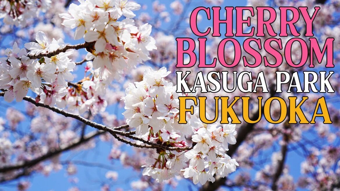 Springtime in Fukuoka: Stunning Cherry Blossoms at Kasuga Park Springtime in Fukuoka: Stunning Cherry Blossoms at Kasuga Park