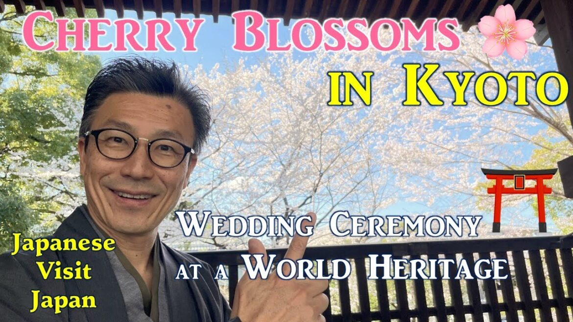 Cherry Blossoms in Kyoto. Wedding at Shimogamo Shrine, a Word Heritage ⛩️🇯🇵🌸 Cherry Blossoms in Kyoto. Wedding at Shimogamo Shrine, a Word Heritage ⛩️🇯🇵🌸