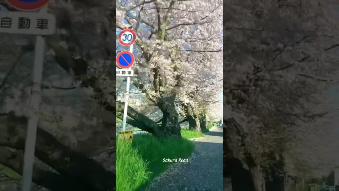 Sakura Road Saitama Shiraoka #japan #travel #sakura #dulich #trip