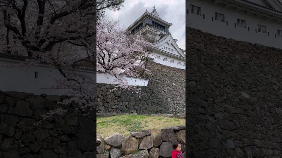 小倉桜祭り「小倉城」Cherryblossom Festival「Kokura Castle」