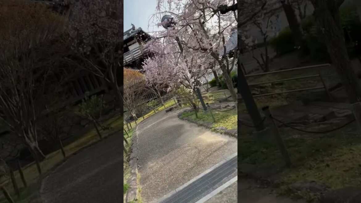Witness the Magic of the Sakura Blooms at Osaka's Ikeda Palace!