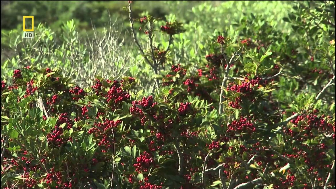 National Geographic Guardians Of Nature  Sardinia - Visit us with www.sardiniatouristguide.it