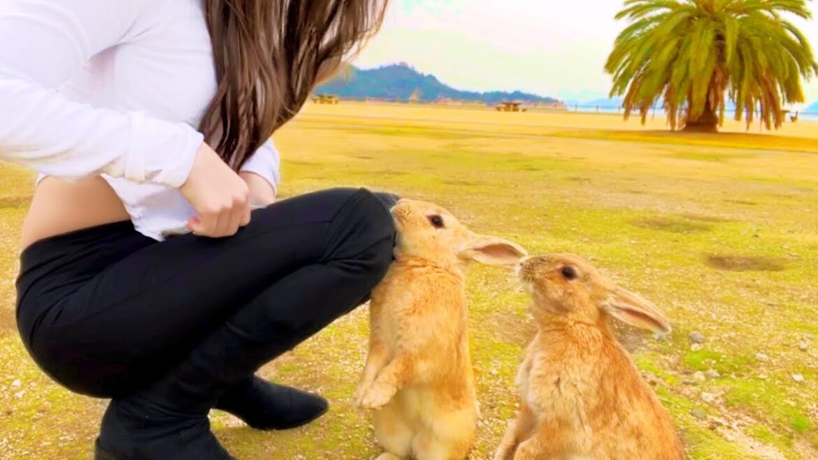 世界でも珍しい!!うさぎだらけの無人島に行ったら可愛すぎて癒された🐰💕 世界でも珍しい!!うさぎだらけの無人島に行ったら可愛すぎて癒された🐰💕