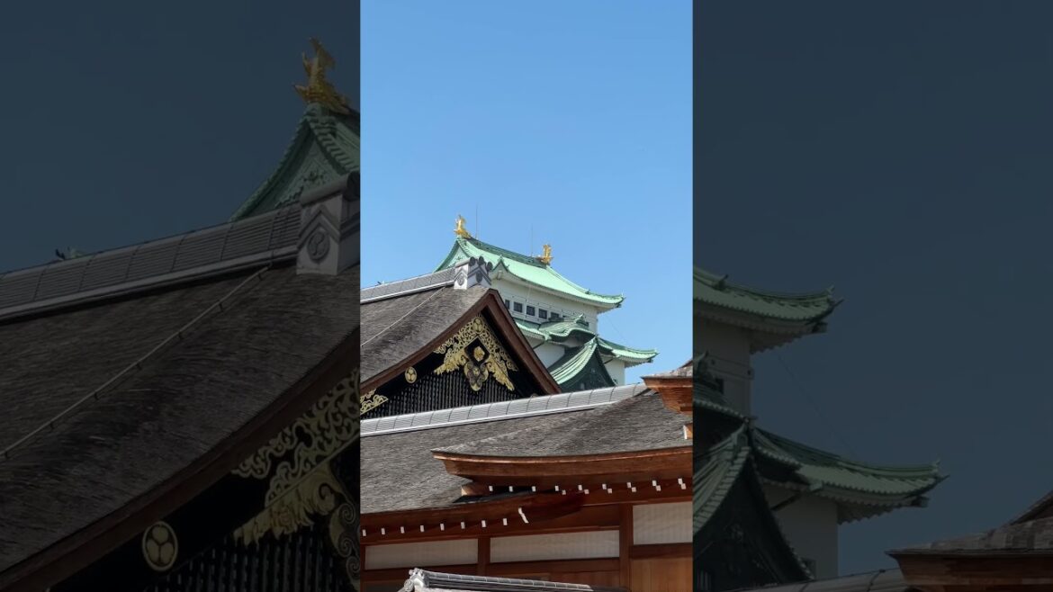 Nagoya Castle. #travel #trending #shorts #explore #japan #castle #nagoya #thingstodo #trendingshorts